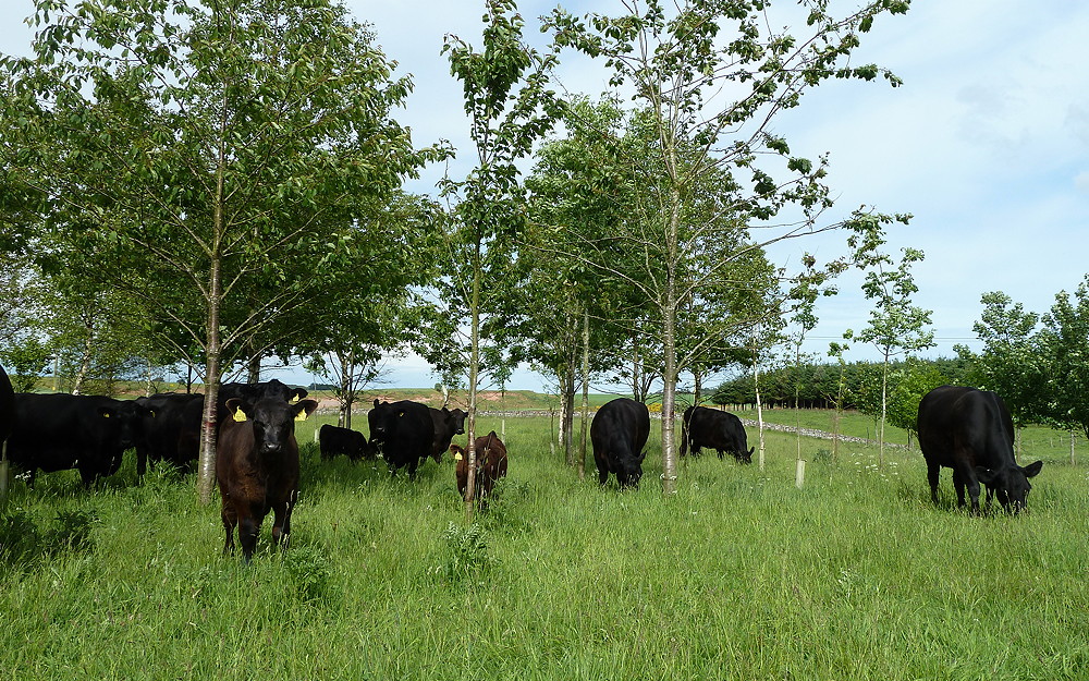 agroforestry_main